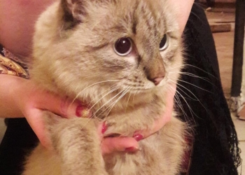 Милый котик