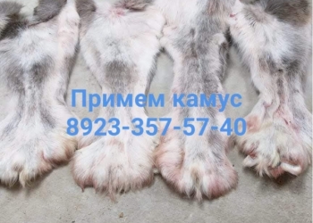 Куплю камус