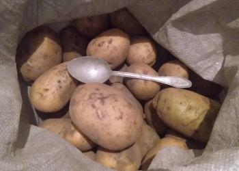 Продам картофель,