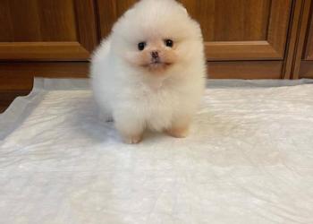 Mini шпиц