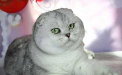 вязка с котом
