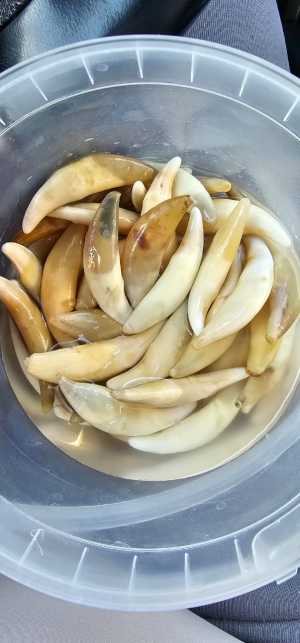 Клыки когти