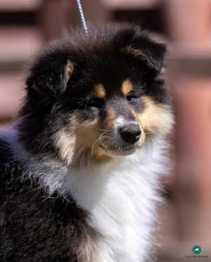 Щенки колли
