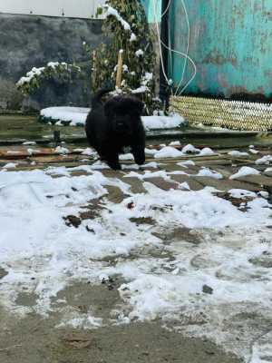 Щенок