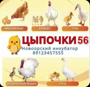 Птица оптом и в розницу. Суточный и подрощенный молодняк птицы.