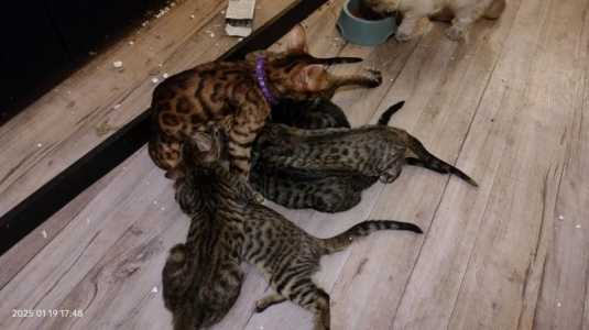 Бенгальские котята