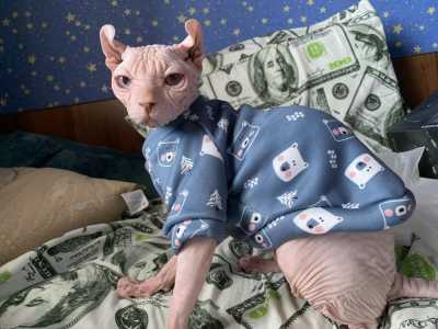 Продам кота