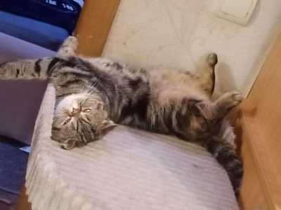 Вязка кошки