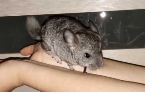 Шиншилла