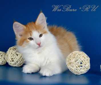Котëнок норвежской лесной кошки.
