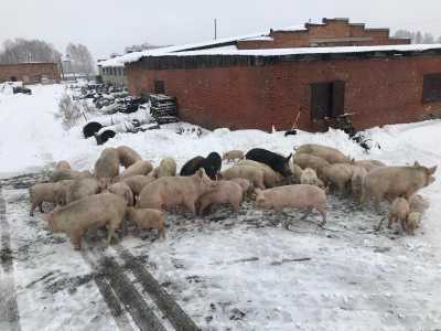 Продам кабанов и свинок
