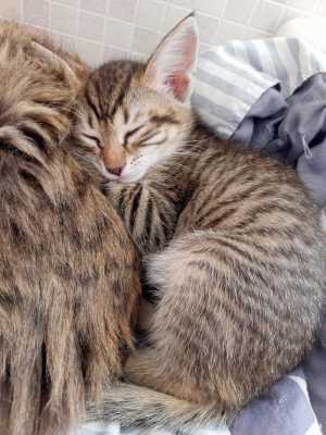 Котята