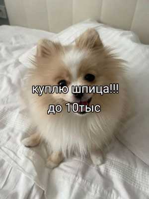Куплю шпица
