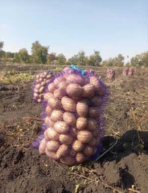 Домашний картофель сорт гала