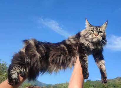 Кошечка Мейн кун