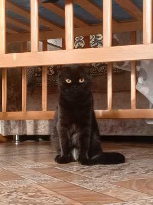 Кошка