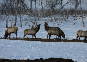 яков .олень.марал.сарлыки.