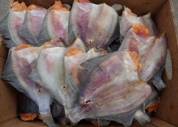 Свежемороженая Морская и Речная рыба