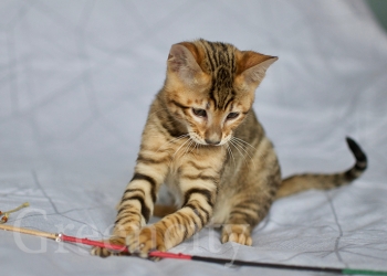 Котята породы тойгер