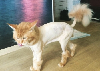 Стрижка кошек