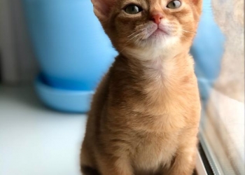 Абиссинская кошечка