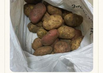 Продам картофель