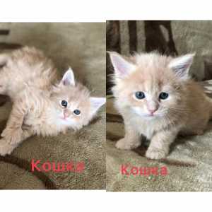 Котята