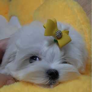 Мальтезе из information-puppylove.com