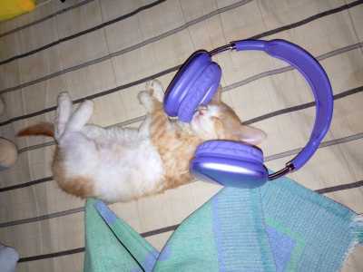 Котенок