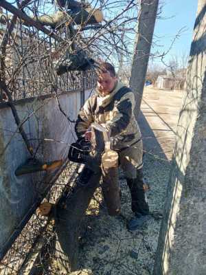 Спил деревьев
