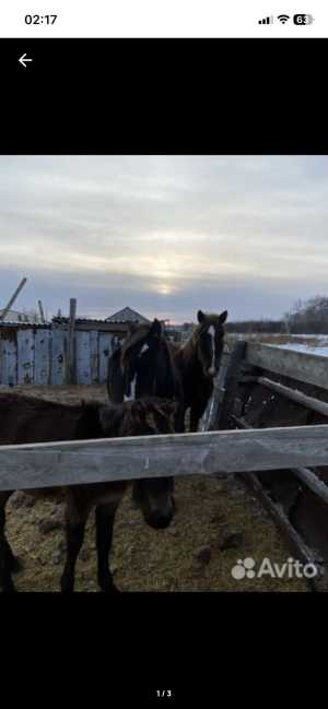 Продам кобылу