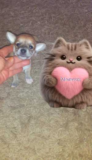 Щенки