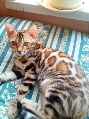 Бенгальский котенок