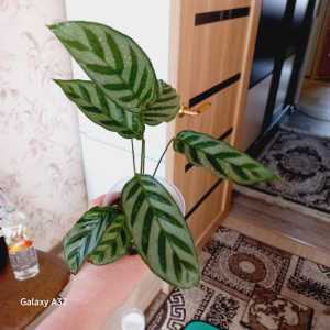 Калатея фредди