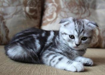 Котята шотландцы