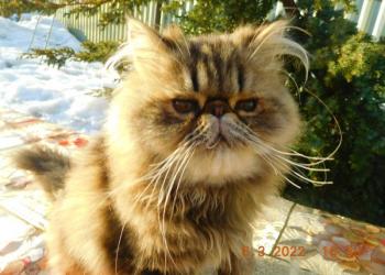 котики