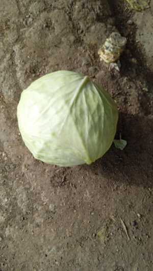Капуста