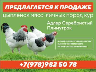 Цыплята домашние