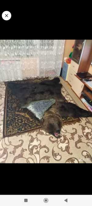 Шкура медведя