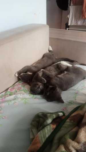 Отдам хорошие руки котят