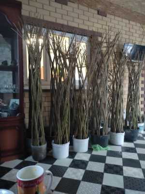 Плетёная ива