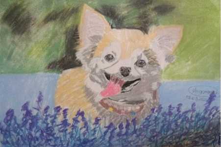 Рисунок чихуахуа