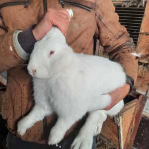Белый великан, Французский баран