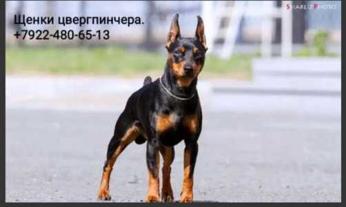 Щенки цвергпинчера
