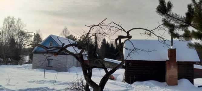 ОБРЕЗКА, ПОСАДКА, САЖЕНЦЫ