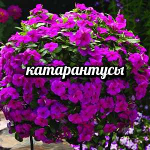 Катарантусы