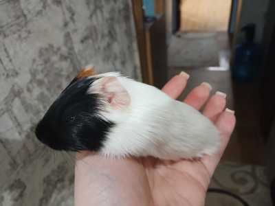 Морские свинки