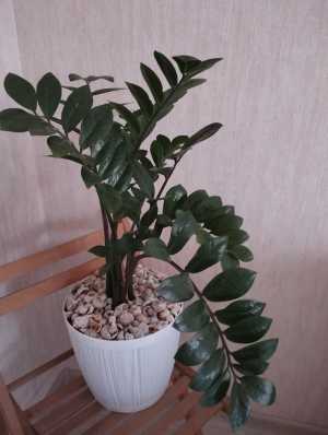 Комнатные цветы.