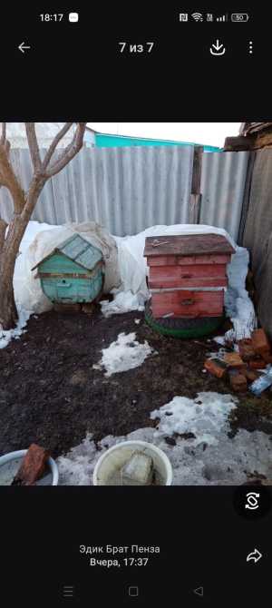 Пчёлы