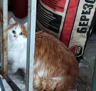 Котенок
